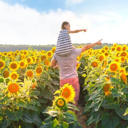 Vertuccio Farms Sunflower Days