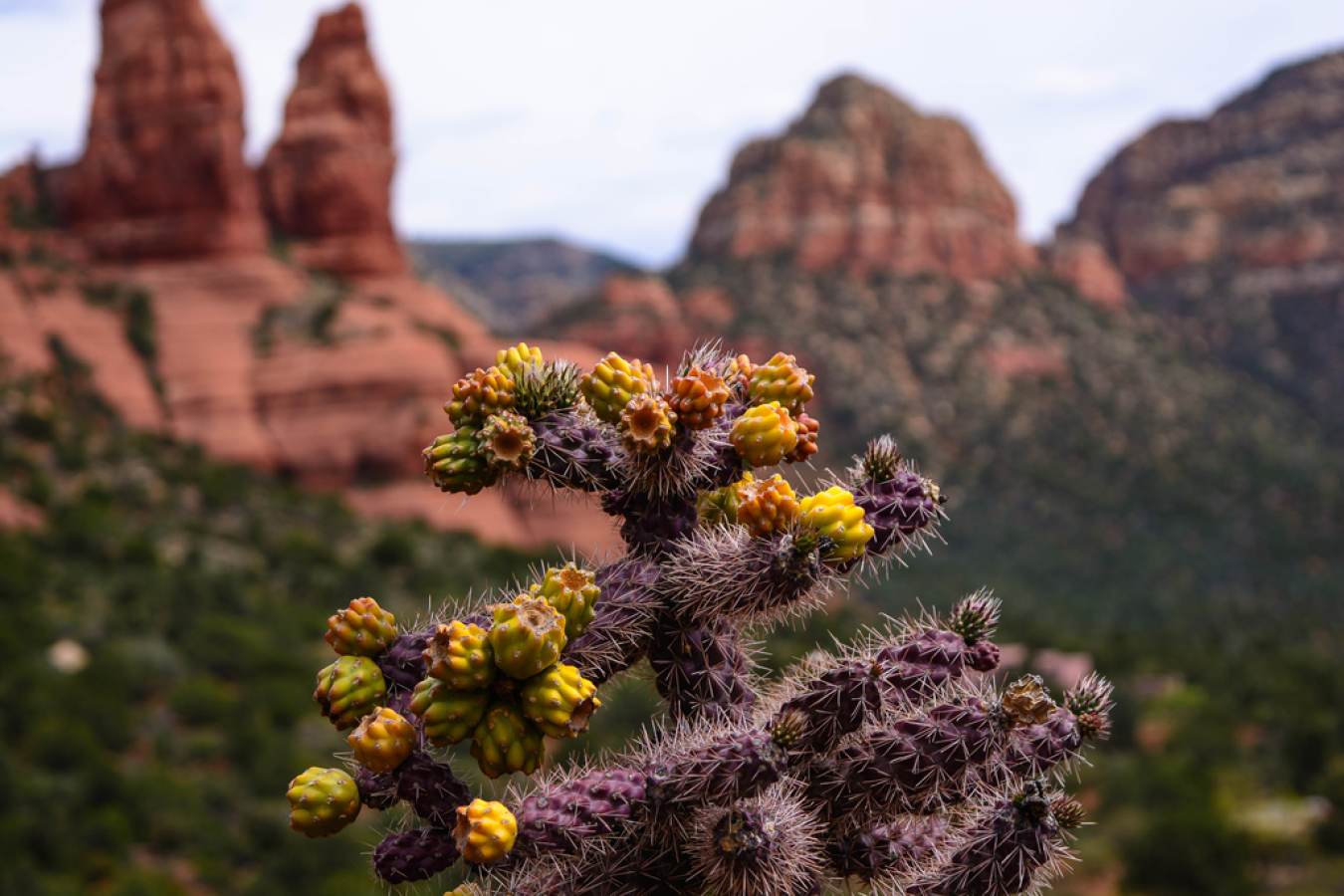 sedona tourist information center