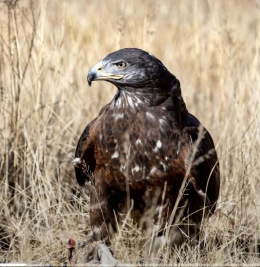 Diurnal Raptors - Overview - The Falconry Centre, Hagley, West Midlands