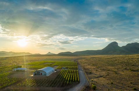 Emerging Winery: Los Milics Vineyards