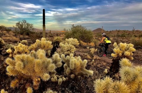 Birds - Organ Pipe Cactus National Monument (U.S. National Park Service)