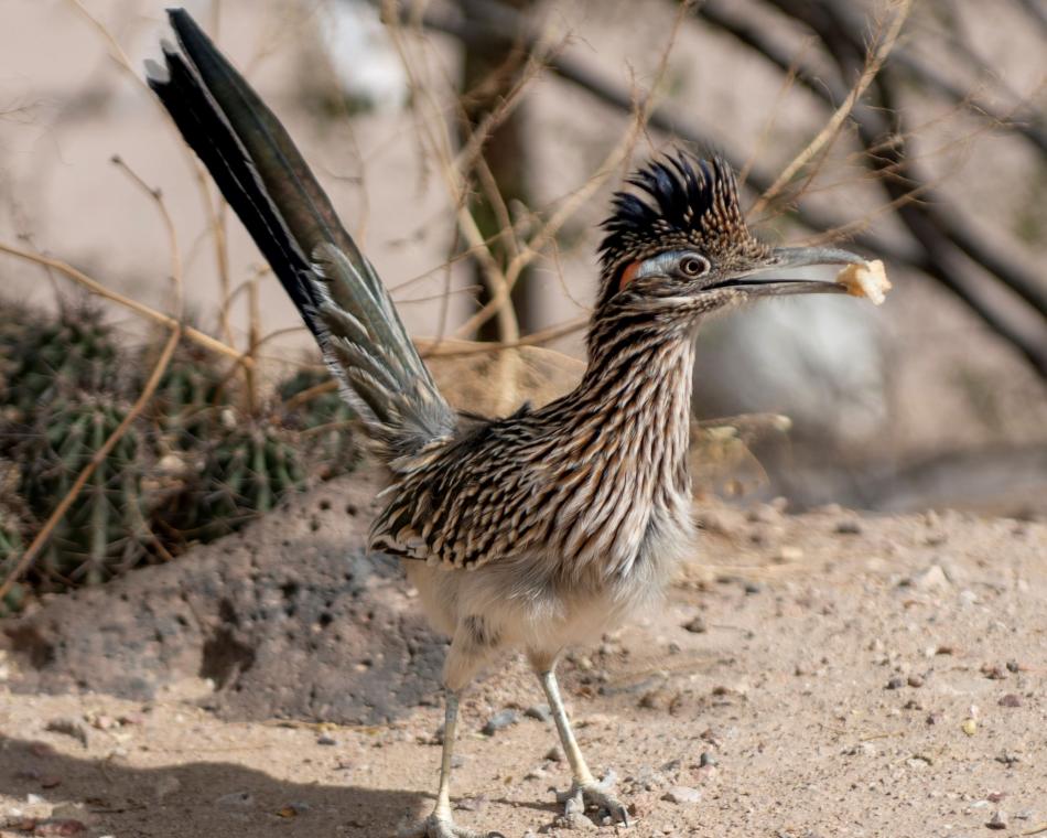 Appreciate AZ: Respect Wildlife | Visit Arizona Appreciate AZ: Respect Wildlife | Visit Arizona