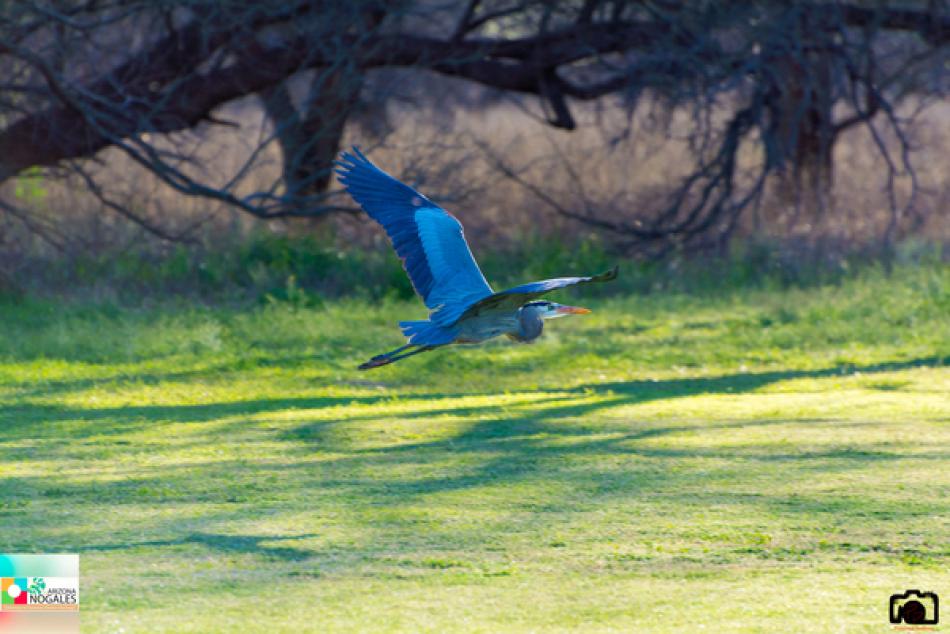 Bird flying