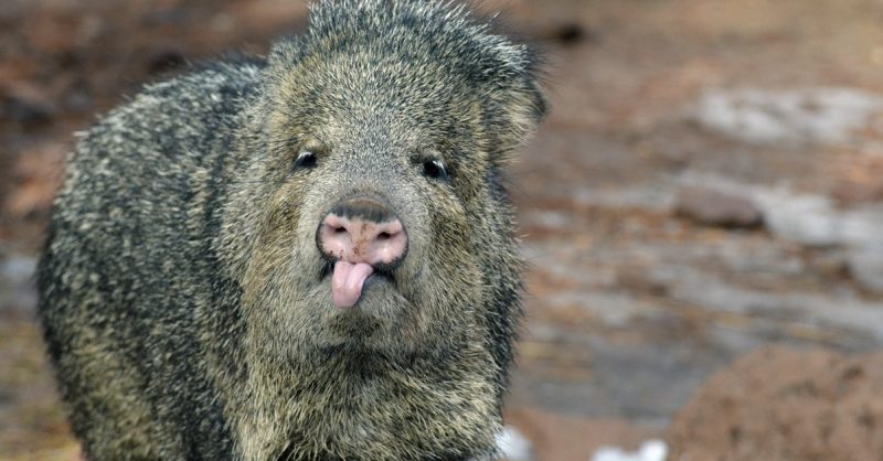 A Walk on Arizona's Wild Side | Visit Arizona A Walk on Arizona's Wild Side | Visit Arizona