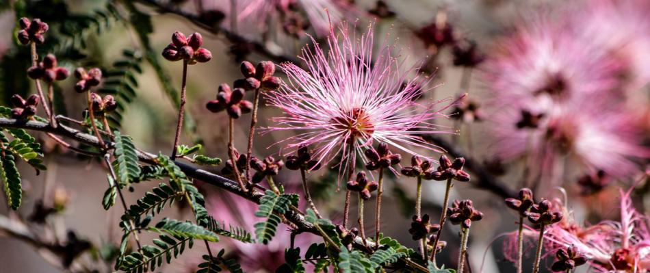 Fairy duster shrubs