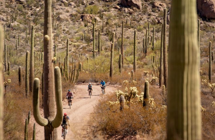 Explore Organ Pipe's Backcountry by Bike