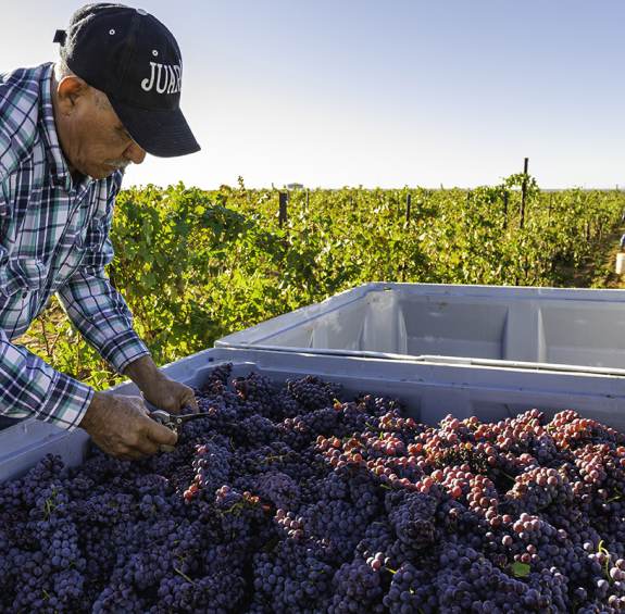 Harvest at Bonita Springs Vineyard in Willcox, Arizona