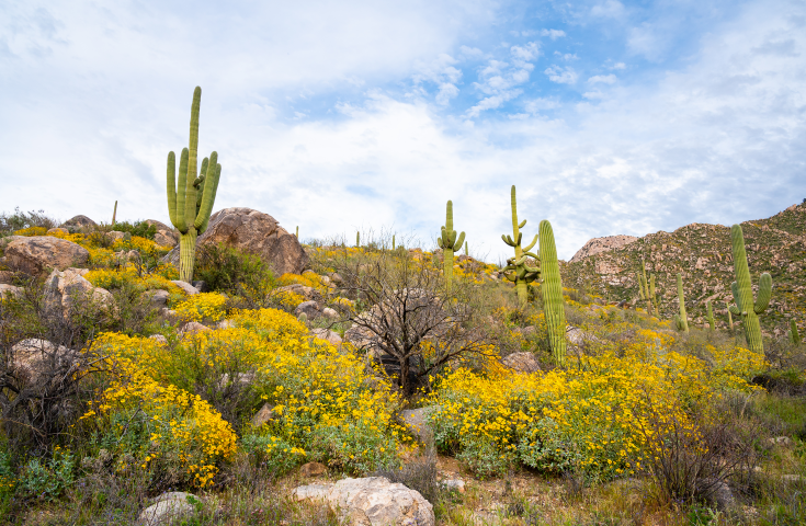 Catalina Foothills Parking