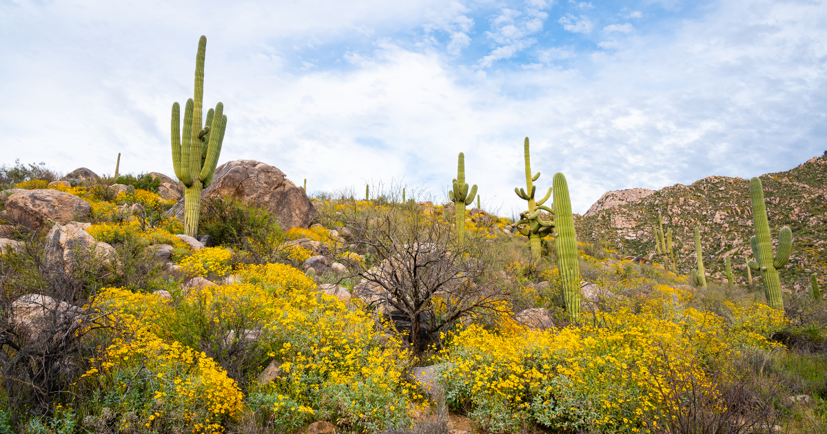 Oro Valley Attraction