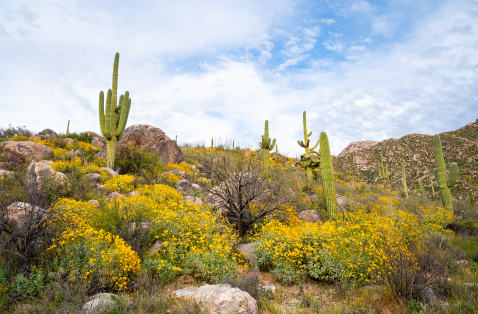 Catalina State Park