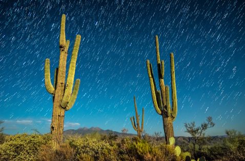 Night view of three saguaros and stars