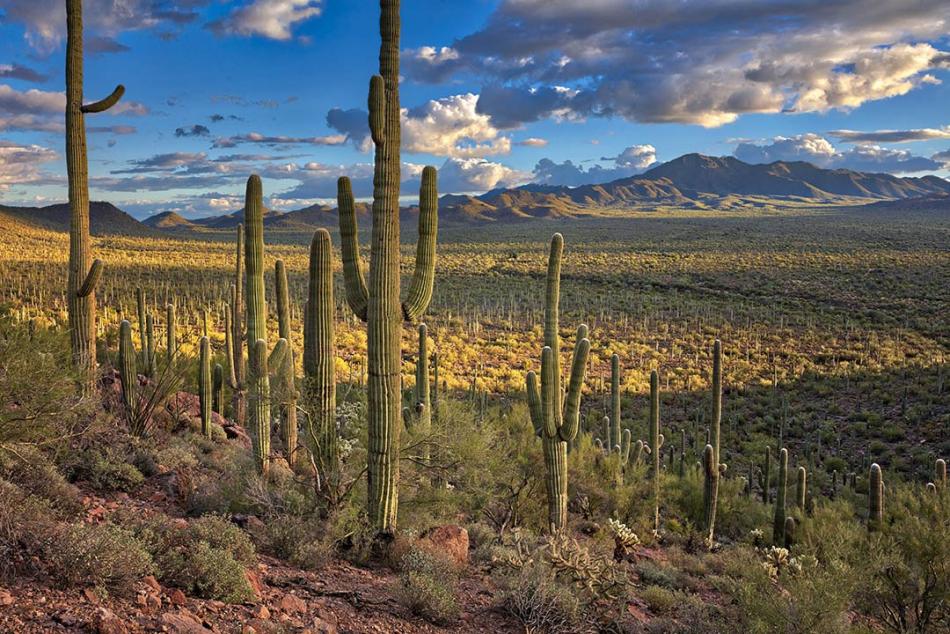 Saguaros_1080x720_50f989c3c31d5b1d8623b67a92726880.jpg