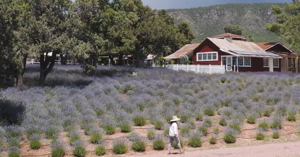Pine Creek Canyon Lavender Farm