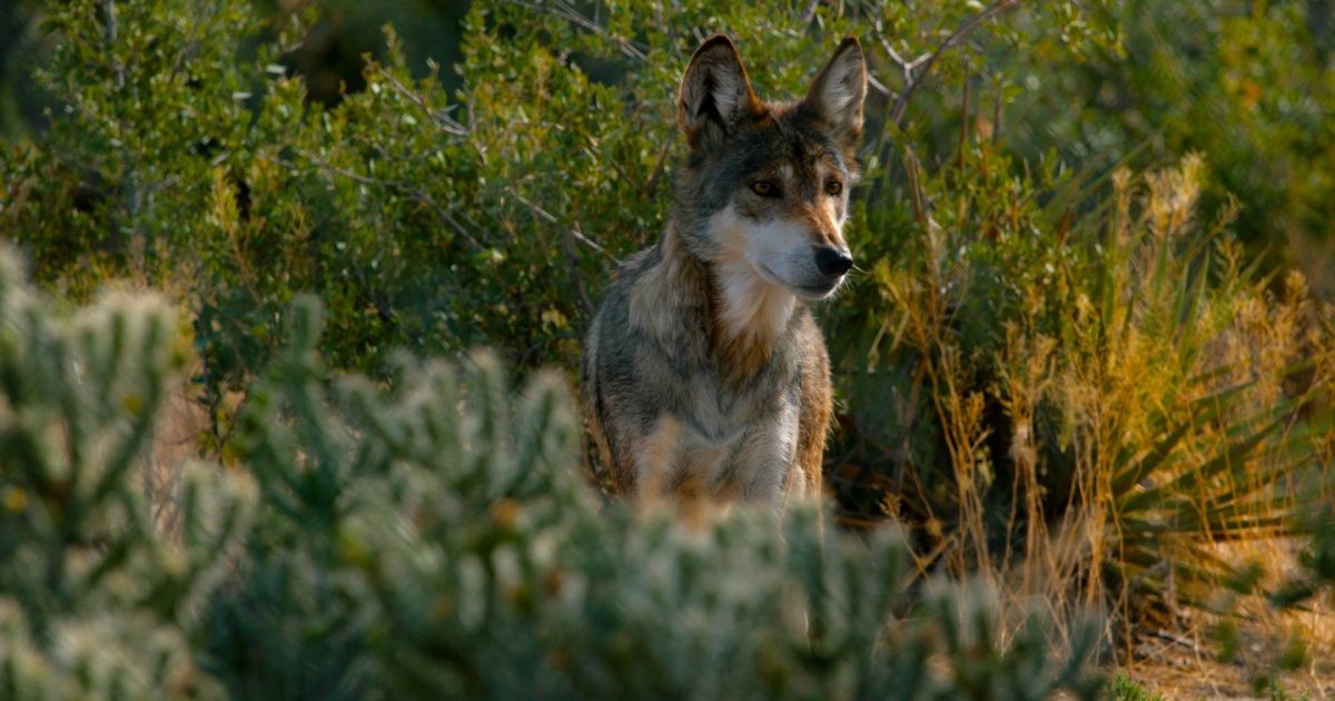 The Beginner's Guide to Arizona Wildlife Watching | Visit Arizona