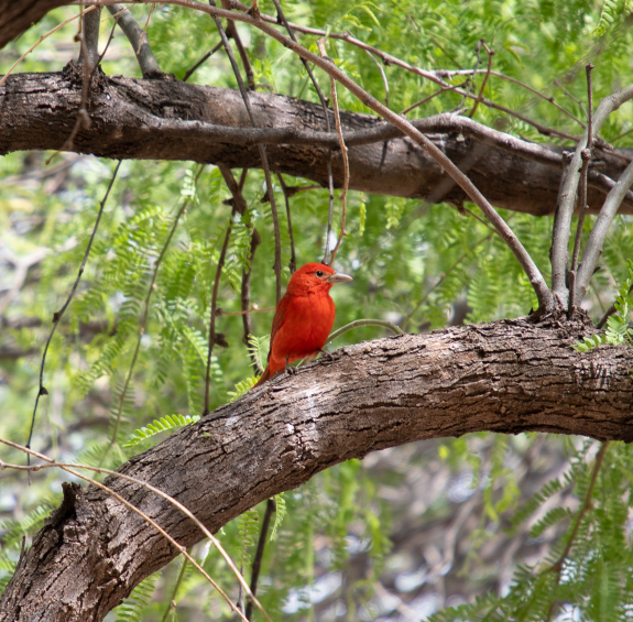 Sonoita Creek State Natural Area