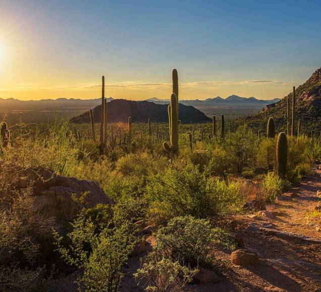 Saguaro National Park