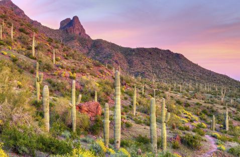 Flowers Marana Az